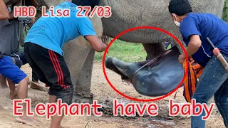 วินาทีช้างตกลูก [HBD Lisa 27/03] Elephant have baby  [พลายบัวบาน]