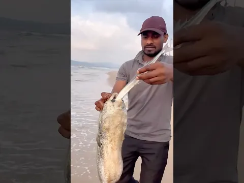 డేంజరస్ ముల్లు కప్ప చేప ని తినేసింది #video #fishing #pufferfish  #shorts #subscribe 🙏🥰