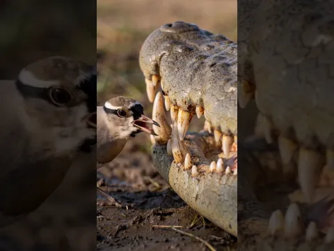 Why Crocodiles Trust This Tiny Bird 🐊🐦 (Amazing Wildlife Behavior)