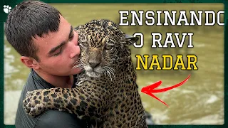 Filhote de Onça-Pintada aprendendo a nadar pela 1ª vez