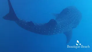23.04.22 - Lux Beyru & Napoleon Reef (Whale Shark)