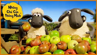 Táo và Tức Tối 😋🍎 Biên Soạn | Mùa 1-4 | Tập đầy đủ | Những Chú Cừu Thông Minh