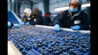 Mainland Fruits Inc.