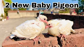 Trening Dene Ke Liye 2 New Baby Pigeon Le Aye 😍 #pigeon #kabutar #reaction #skpigeonloft