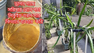 ড্রাগন গাছে সরিষার খোল পচা লিকুইড তরল সার কিভাবে ব্যবহার করি# Dragon fruits plant gardening tips