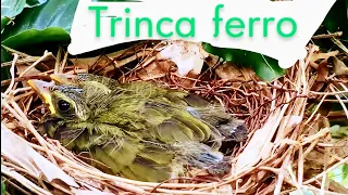 Trinca ferro filhotes