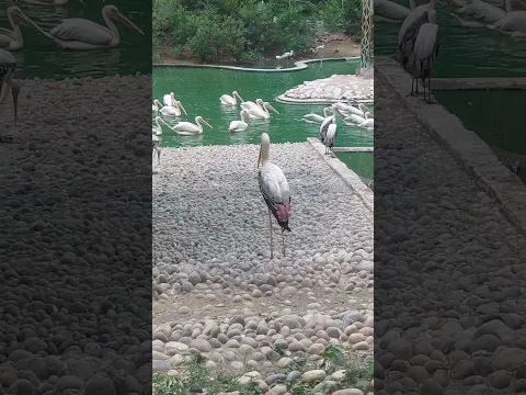 lucknow zoo