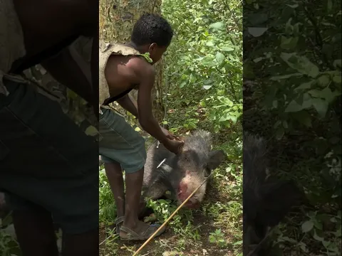 WAOOH😇 After a long and successful journey, the hunters found a wild boar. #hadzabetribe #wildboar