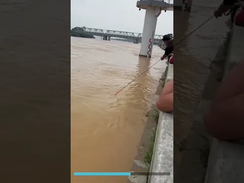 incredible senior net casting expert showing fishing techniques in public #netfishing #fishing