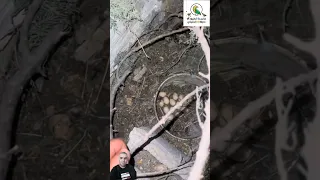 دخول افاعي عند طيور الشنار الانتباه في الصيف الأفاعي تاكل الطيور وسامه قاتله بعضها