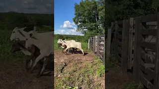 Boiada 