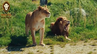 Safari Výbeh pre Tigre a Levy v Malkia Parku