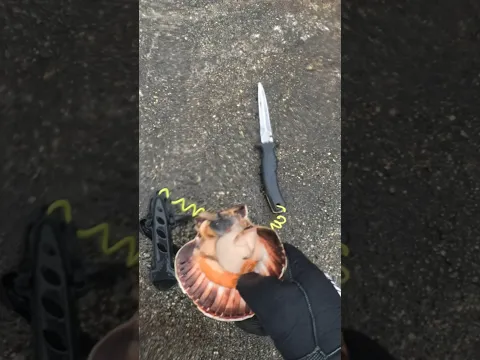 Hunting scallops #spearfishing #scallops ops