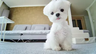 집에 혼자 있는 강아지를 씨씨티비로 지켜봤는데..