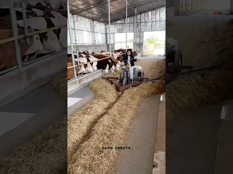 توفير العمالة وتقليل الجهد البدني للتغذية اليدوية - آلة توزيع العلف قيد التشغيل