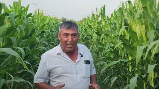 YERGA ISHLOV BERILMASDAN ekilgan MAKKAJO'XORI HOSILI 50 T/GA KO'K MASSA BO"LISHI KUTILMOQDA