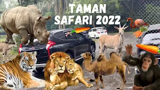 Keluarga Gavin Liburan Seru Ke Taman Safari Bogor, ada Harimau, Singa, Badak, Jerapah, Flamingo...