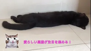 愛らしい黒猫が注目を集める！10