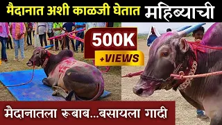 मैदानात गेल्यावर असा रूबाब असतो महिब्याचा | खूप काळजी घेतात, बसायला गादी | Mahibya aadat king