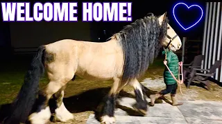 Bringing Home My Magnificent Buckskin Horse! Watch His First Day on the Farm