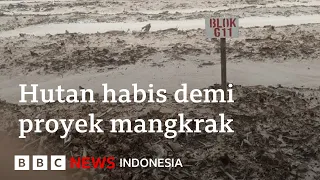 Food Estate: Hutan habis, ribuan hektare kebun dan sawah gagal panen - BBC News Indonesia