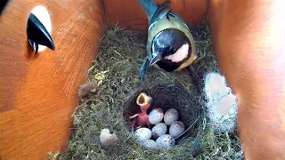 ¡LOS PAJARITOS RECIÉN NACIDOS FUERON ATACADOS POR UN DEPREDADOR!