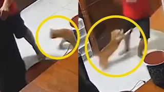 Gatos atacando a personas