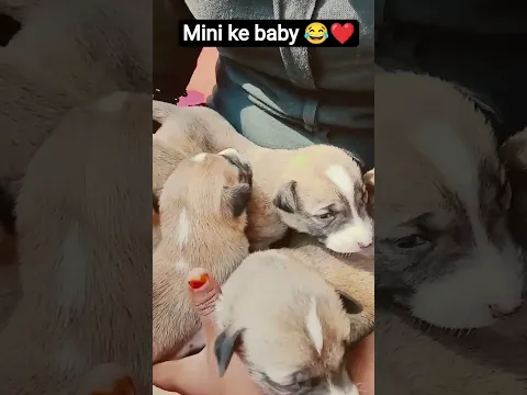 #trending #cuteanimal #mini ke baby 😂😘😘❤️❤️