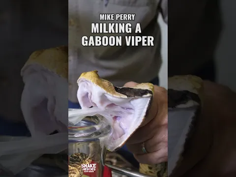 5 Times Faster Than You Think Gaboon Vipers Strike
