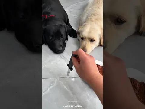 Él Pensó que Era Valiente! 🔪😱
