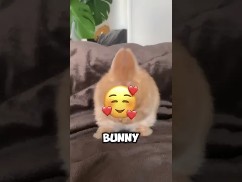 #catmeme