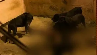 Joven muere tras el ataque de 5 perros rottweiler