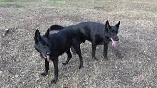 🦮🐕‍🦺ВЕЛИКОЛЕПНАЯ ПАРА. Чёрные Немецкие овчарки Монарх и Чара. Одесса.