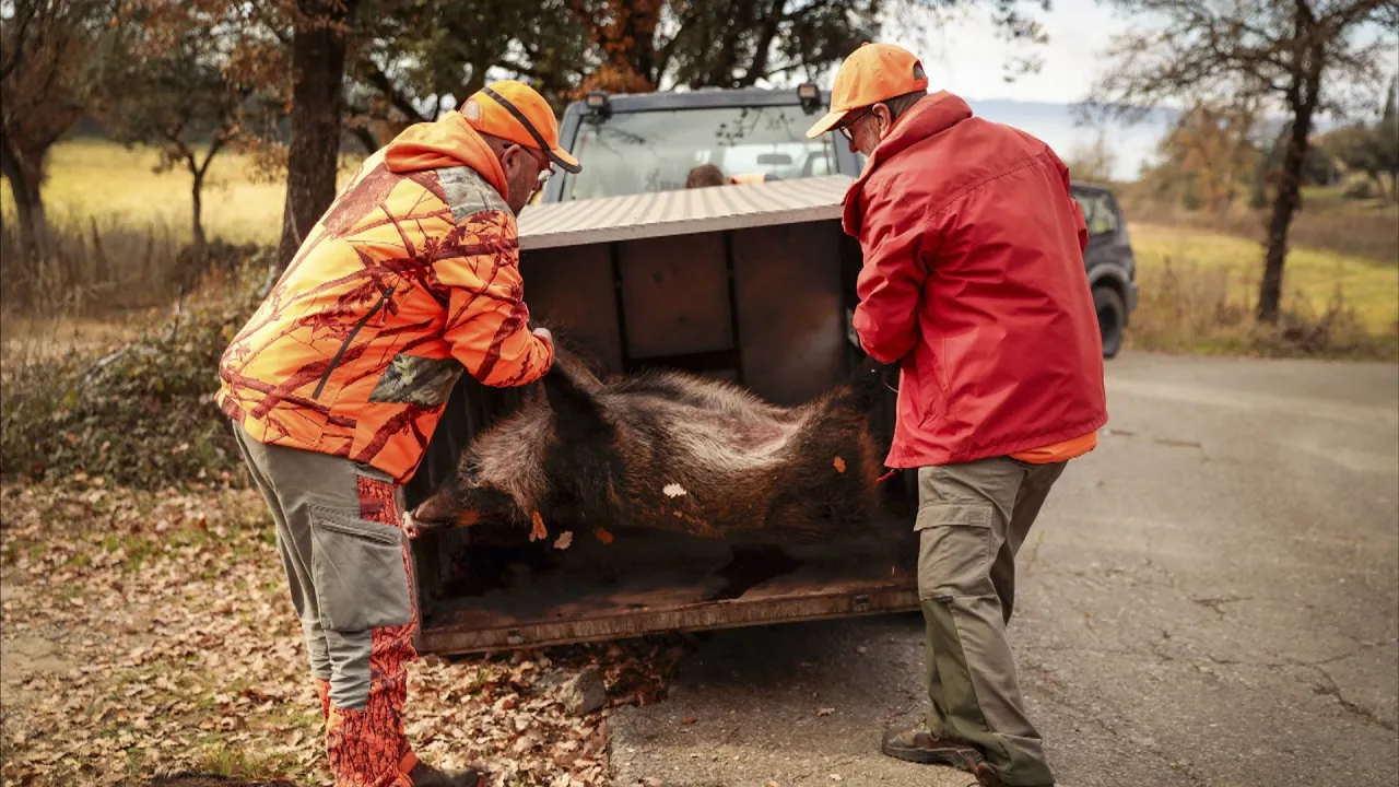 La societat de caçadors de l’Esquirol diu que reduir el senglar no serà fàcil