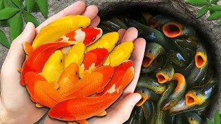 This Mini Lake Is FULL of Fish! Ping Pong Pearl Fish, Guppies, Koi & Catfish 😍
