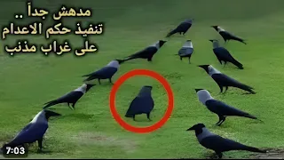 لن تصدق ما هي عقوبة الزنا عند الغربان ... عالم الحيوان و الطيور