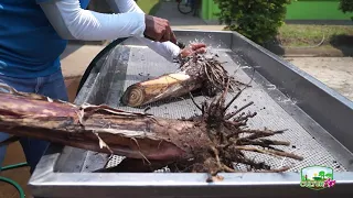 Técnica de reproducción acelerada de semilla de plátano.