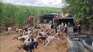 Muitos cães e um javali - Canil do Caçador - Loucos Por Caça - Controlador de Javali