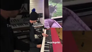 Sad Cat Song