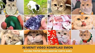 Emon Menemukan Harta Karun! 50 Video Kucing Lucu Paling Menghibur