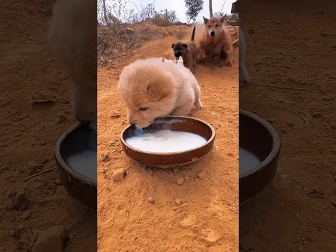 This puppy is hungry for 5 Days 😭 🐕