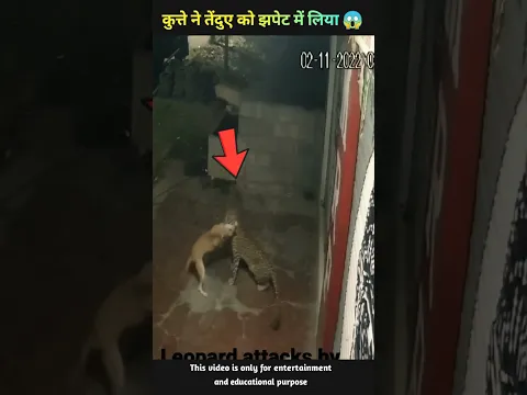 कुत्ते ने अपनी ताकत दिखाई 😱 तेंदुए को झपेट में लिया 😲 | #shorts #animals #dog