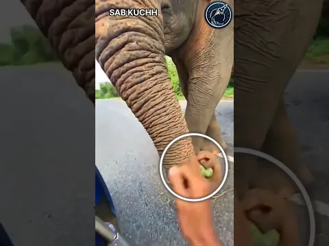 Why was this elephant not eating 😱🫡 #respect #shorts #ytshorts