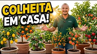 7 FRUTÍFERAS EM VASO - COMO PLANTAR E CULTIVAR