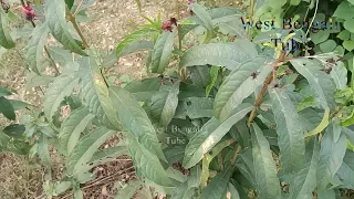 Garden Tips 05 || Accurate Harlequin glory bower plant with natural view
