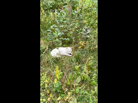 СПАСЛИ КОТЕНКА ОТ СОБАК😿