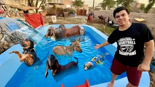 Sab Pet Ko Swimming Pool Main Nehla Dia 😍