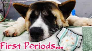 AKITA Baby's First PERIODS (Heat) | Rio and Kulotobaby