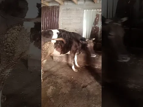 лайка бмон
