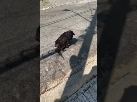 Minha cachorra é muito inteligente e eu posso provar #SHORT